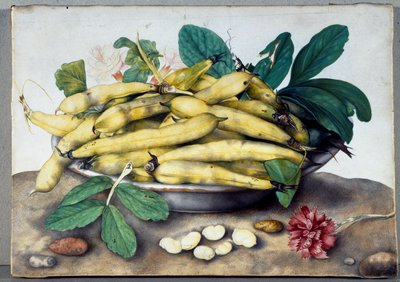 Still Life with Broad Bean Pods by Giovanna Garzoni